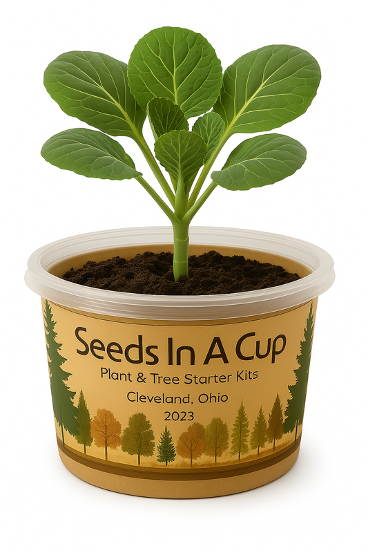 Grow Cabbage from Seed at Home – Easy Steps with Seeds In A Cup® Kits