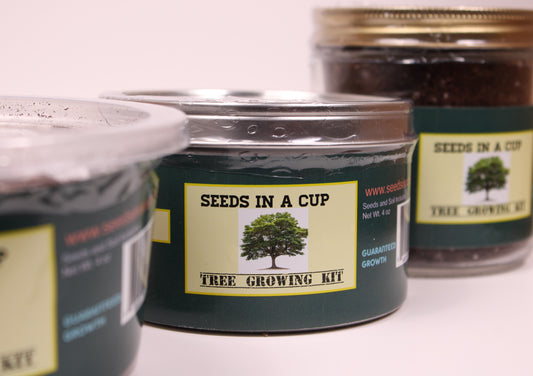 Seeds In A Cup- Tree Grow Kit: Tangerine