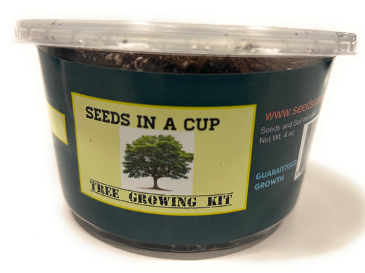 Seeds In A Cup Tree Grow Kit - Black Cherry