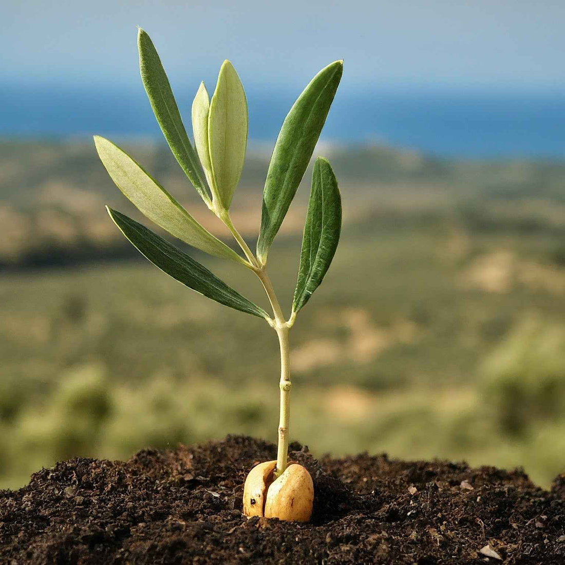 Olive tree seedling sprouting from seed in container with soil - Mediterranean tree growing Cleveland Ohio