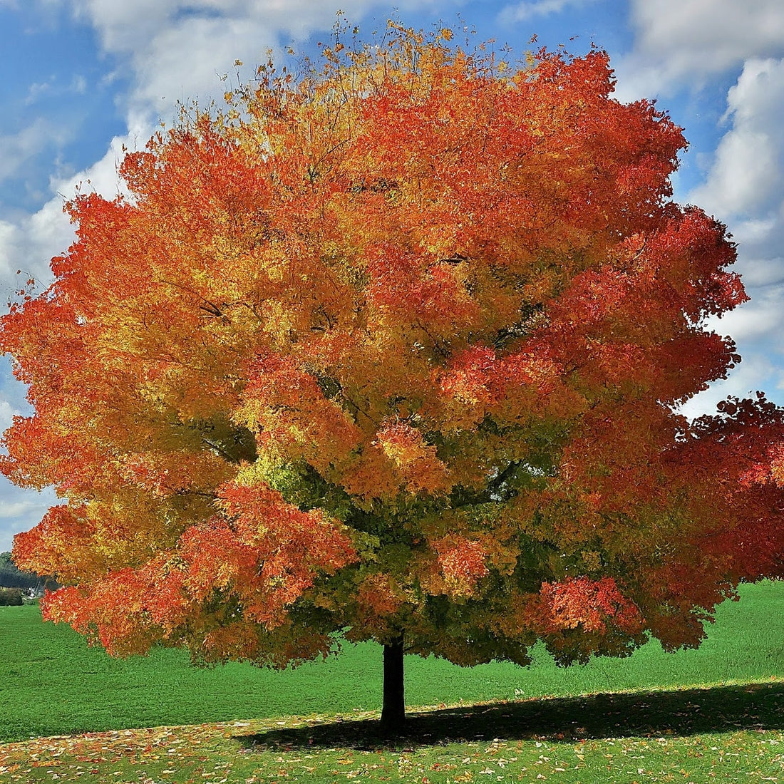 How To Grow A Sugar Maple Tree From Seed.