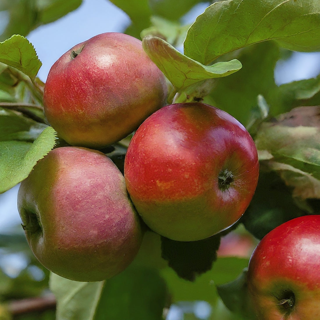 Growing A Red Apple Tree From Seeds.