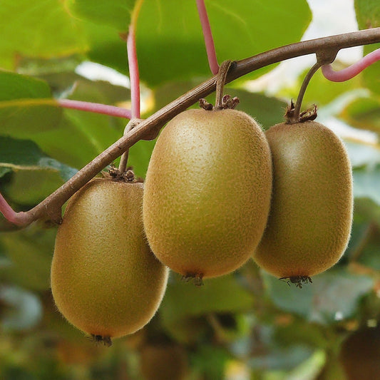 How To Grow A Golden Kiwi Tree From Seed.