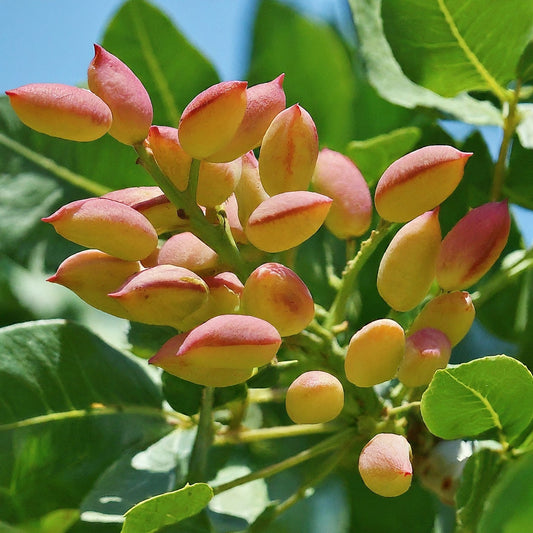 How to Grow a Pistachio Tree from Seed.