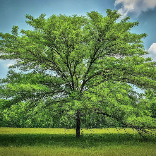 Black locust tree grown from seed