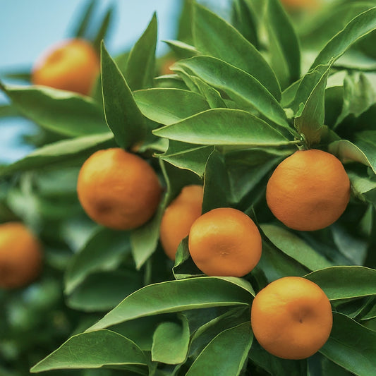 Growing A Tangerine tree from Seed.