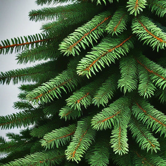 How To Grow A Fraser Fir Tree From Seed.