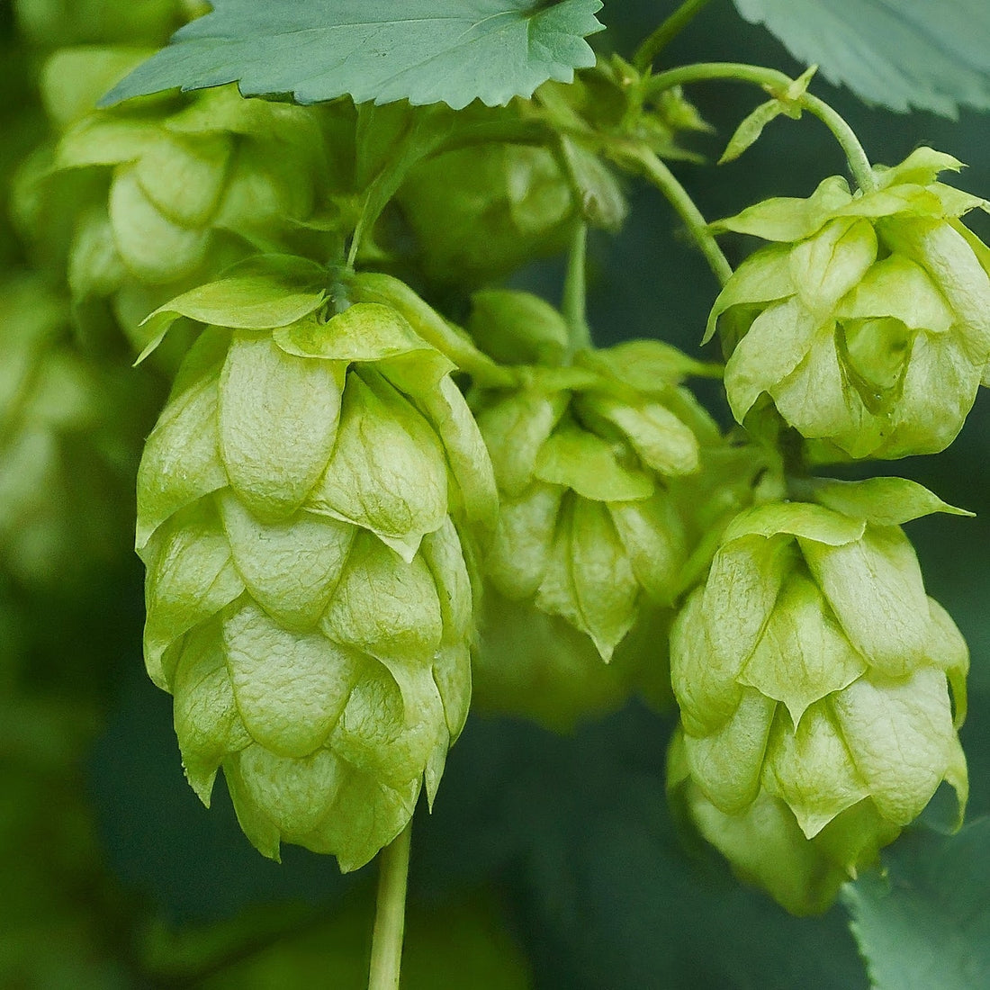 How To Grow And Care For Common Hops Vine.