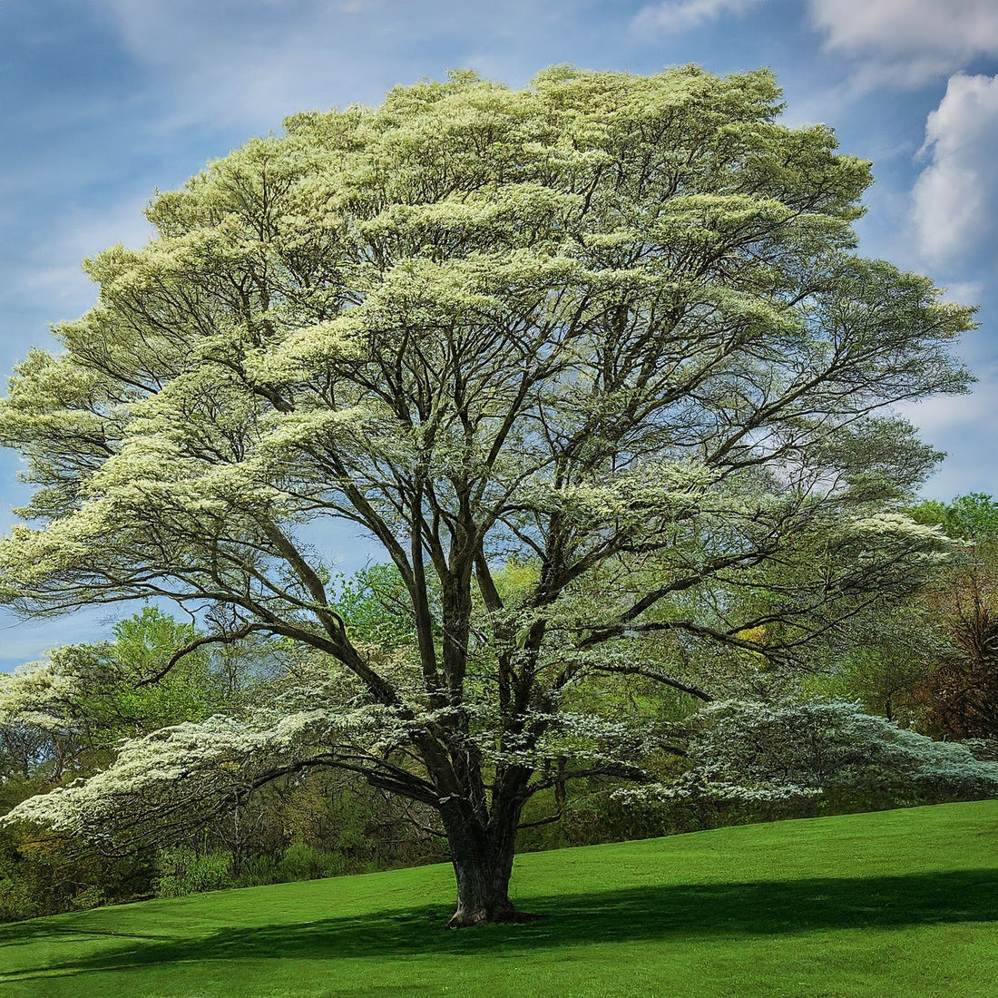 How To Grow Giant Dogwood Tree From Seed.