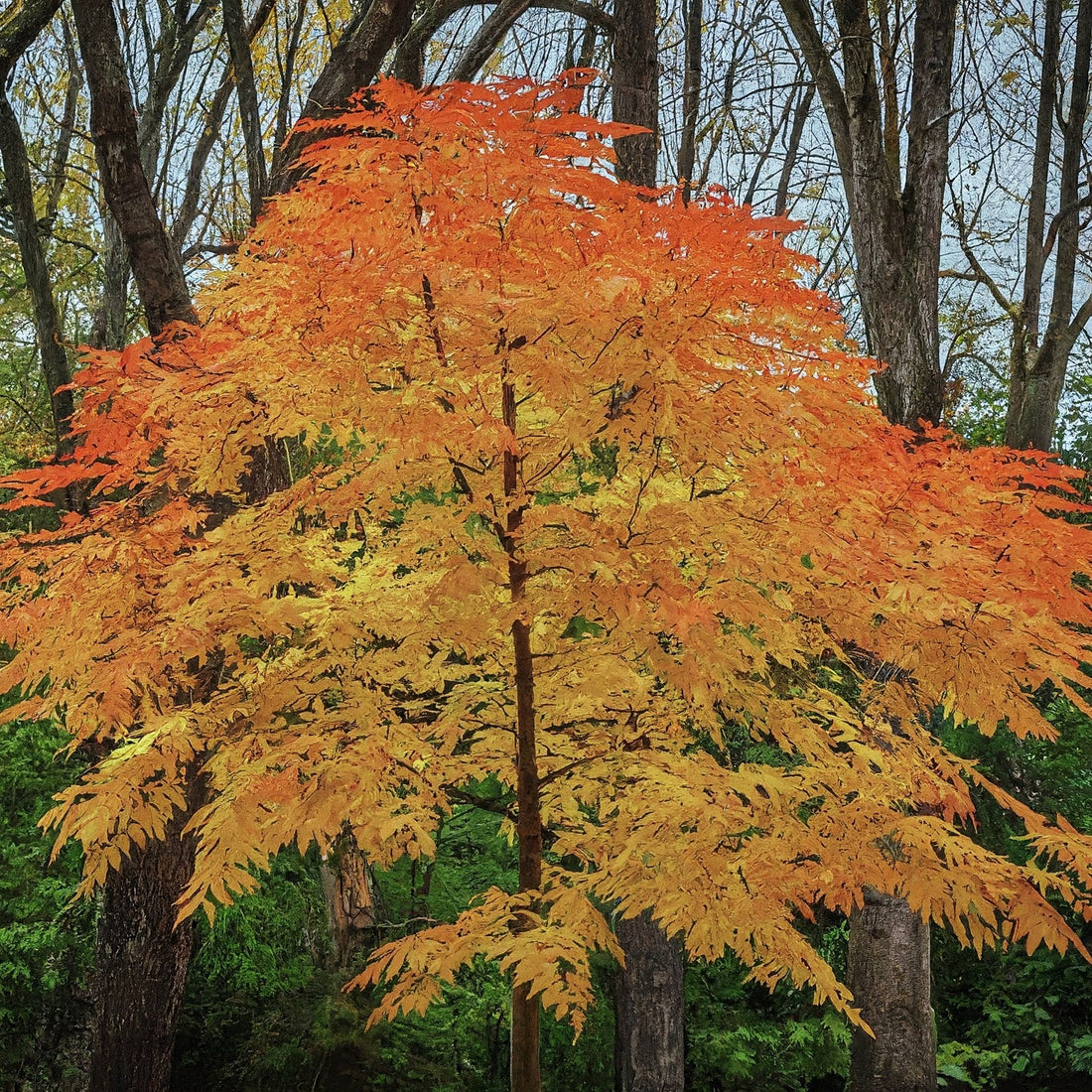 How To Grow An American Ash Tree From Seed.