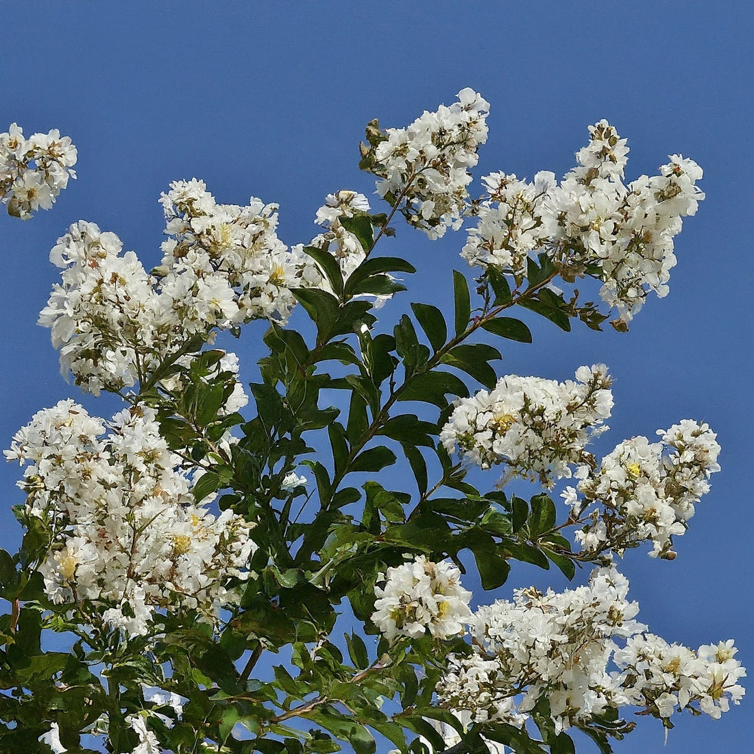 How To Grow A Crape Myrtle Tree From Seed.