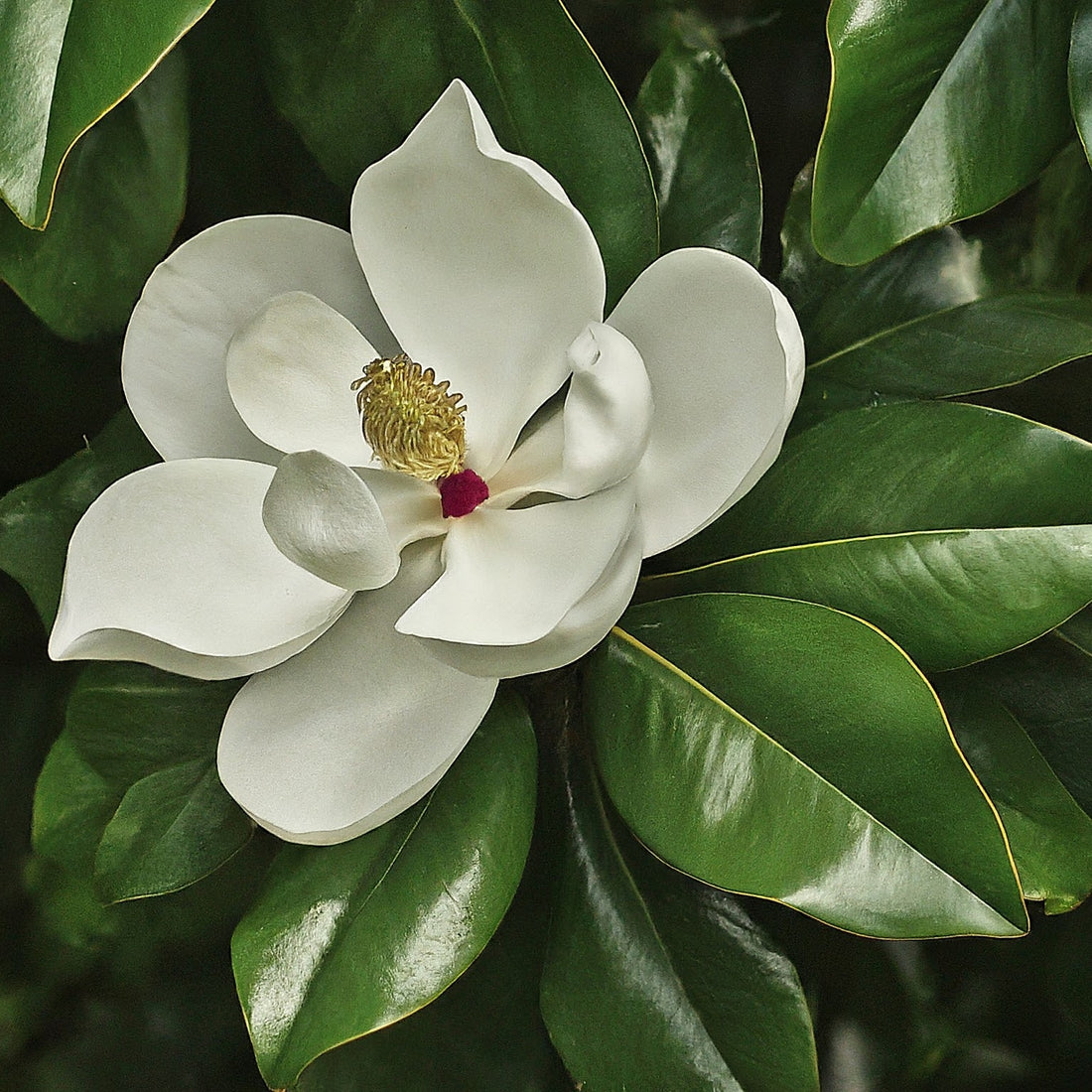 How To Grow Southern Magnolia Tree From Seed.