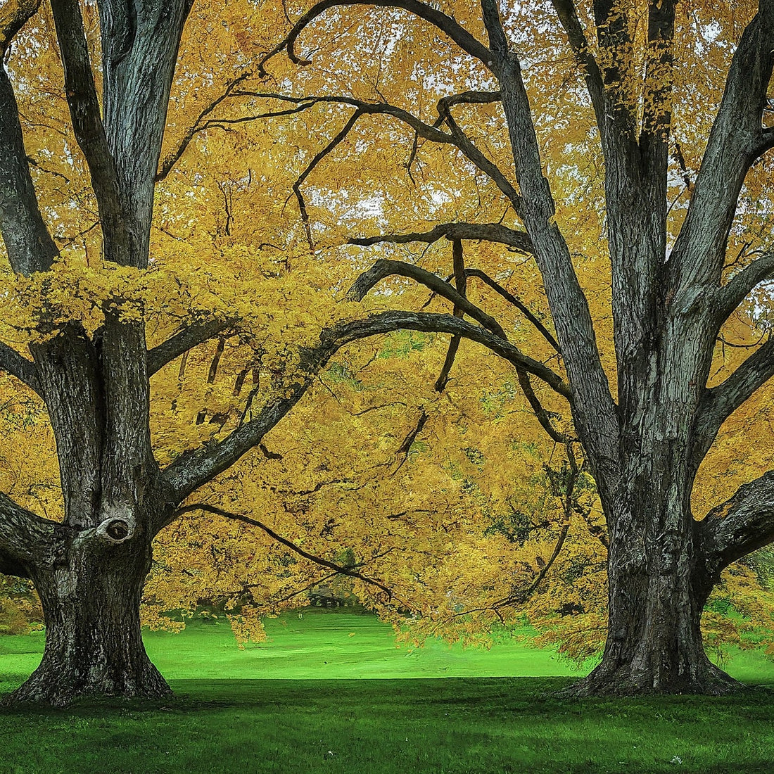 American Elm Tree Grown from seed