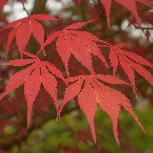 How to Grow a Japanese Maple Tree From Seed.