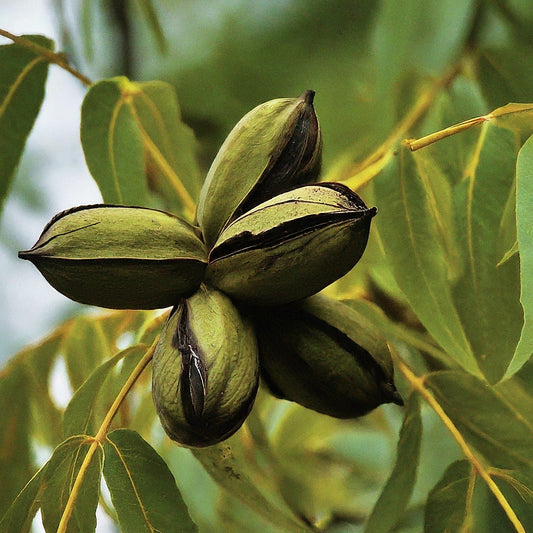 How To Grow a Pecan Tree From seed.