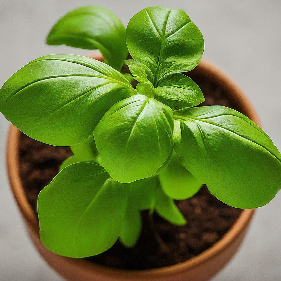 Basil herbs growing how to urban gardening