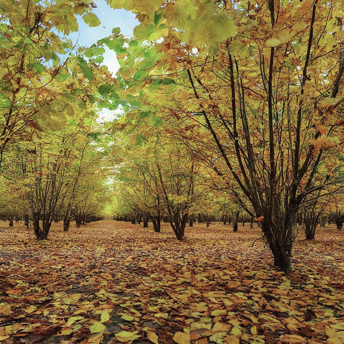 How To Grow A Hazelnut Tree From Seed.