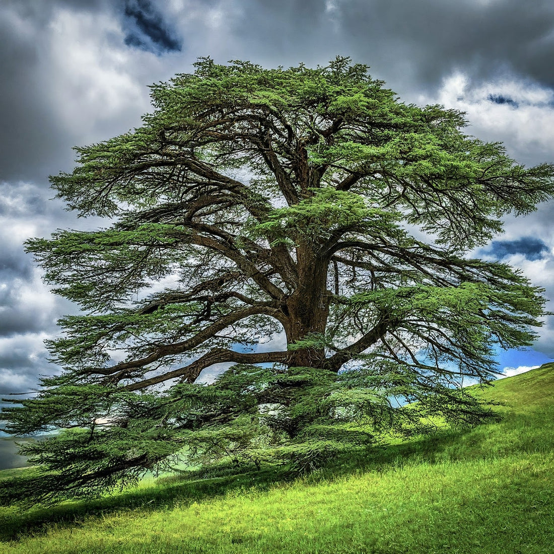 Cedar of Lebanon tree in field