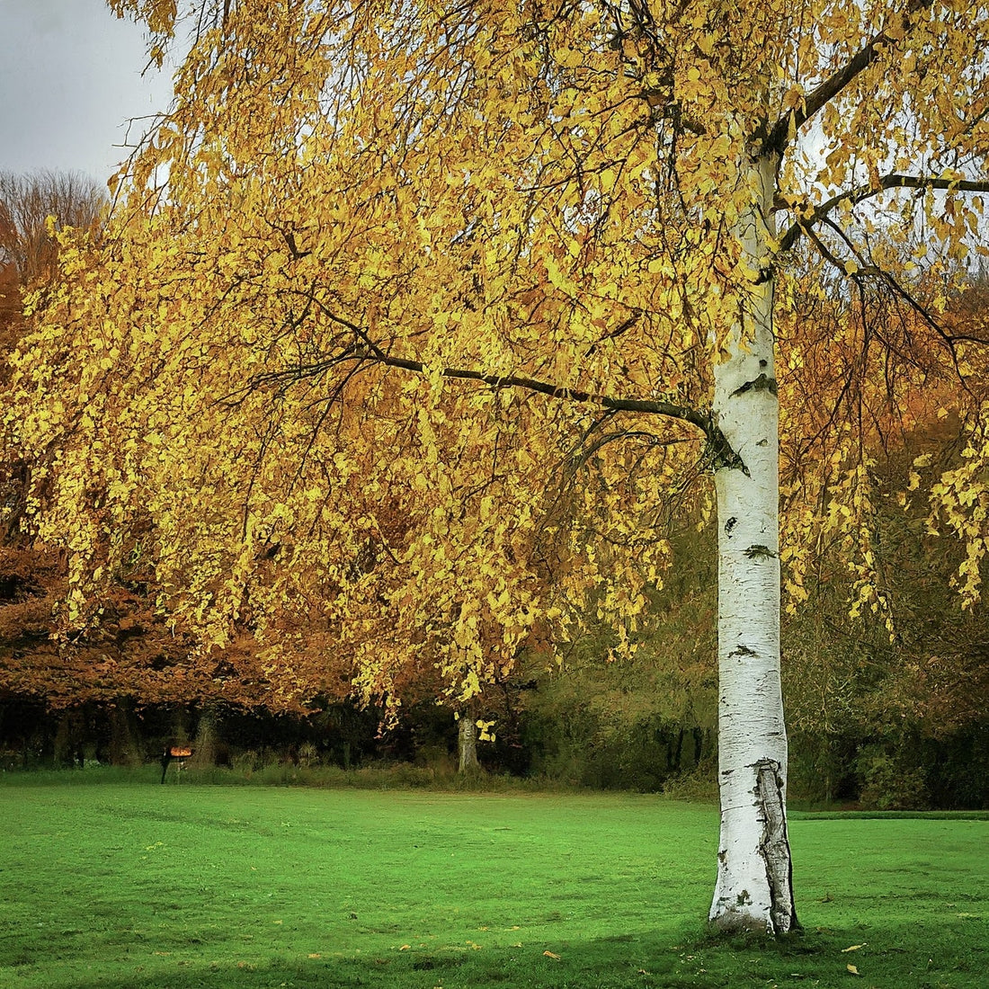 how to grow a white birch from seed