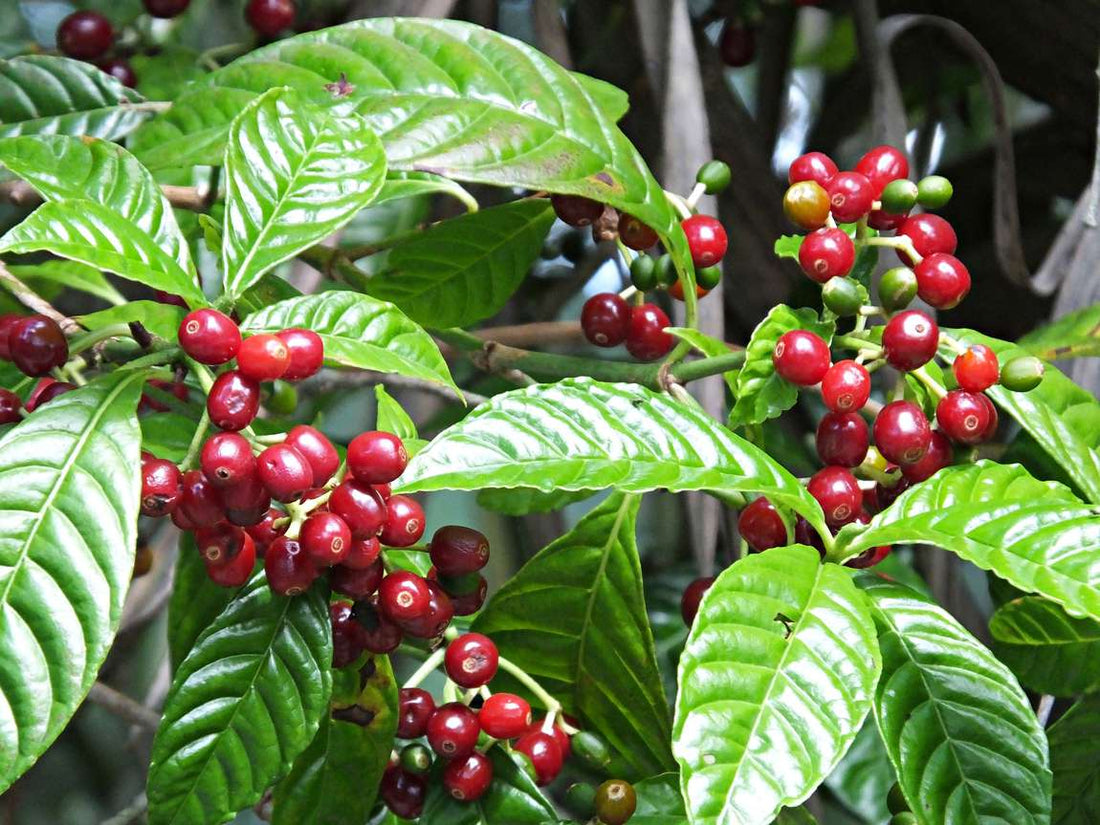 Growing Coffee Arabica Tree From Seeds.