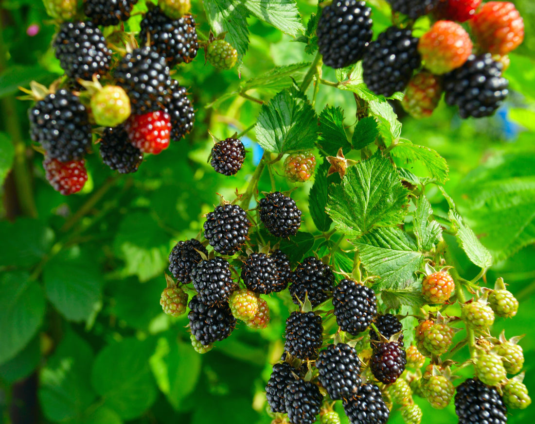 How To Grow A Blackberry Plant From Seed.