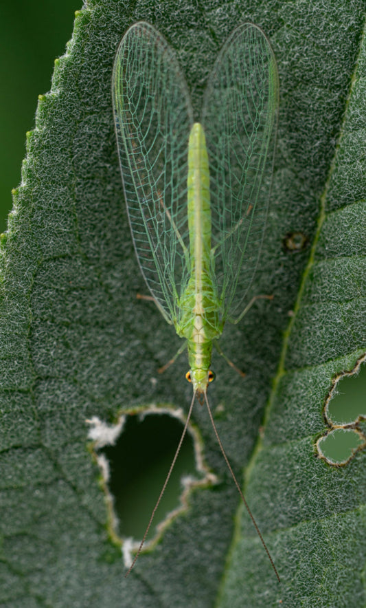 How to get rid of damaging pests, bugs, and rodents from your garden.