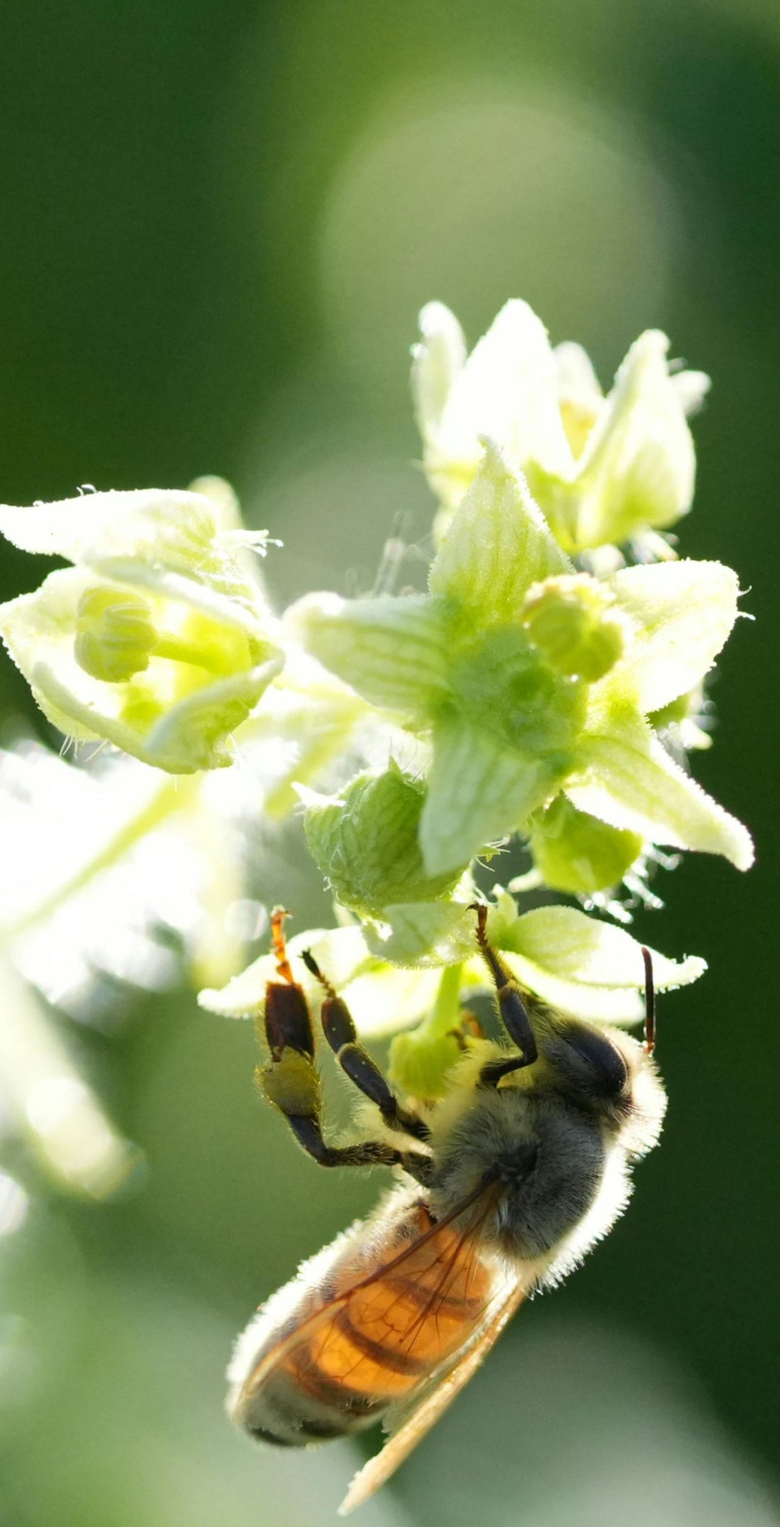 The Best Plants to Attract Pollinators to Your Garden