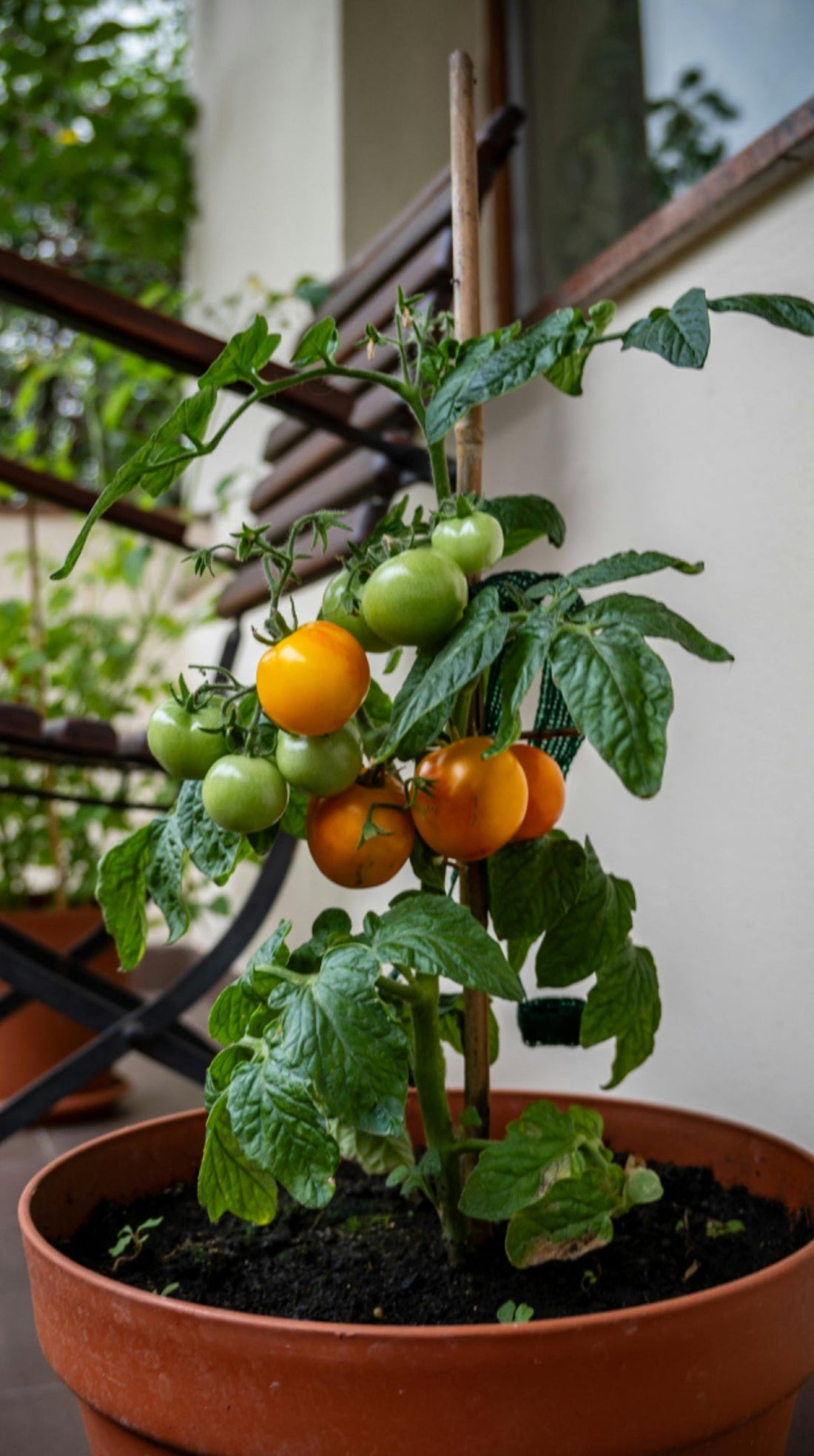 Grow Vegetables and Herbs in Pots Like a Pro: Instructions To Get The Most Out of Your Potted Garden!