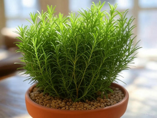 How To Care For Rosemary Indoors.