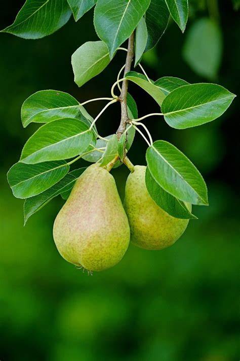 How To Grow A Pear Tree From Seeds.