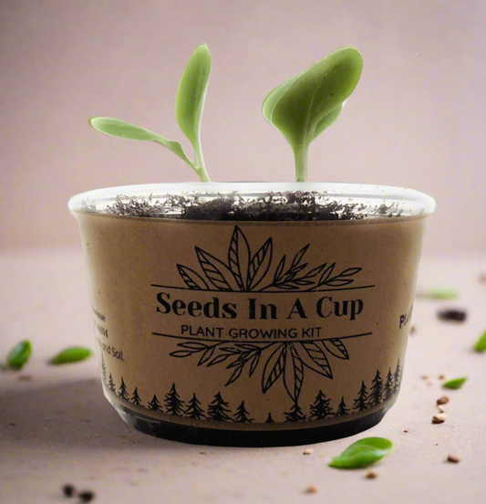 How To Start Growing From Seeds Indoors: Guided Step-by-Step Instructions