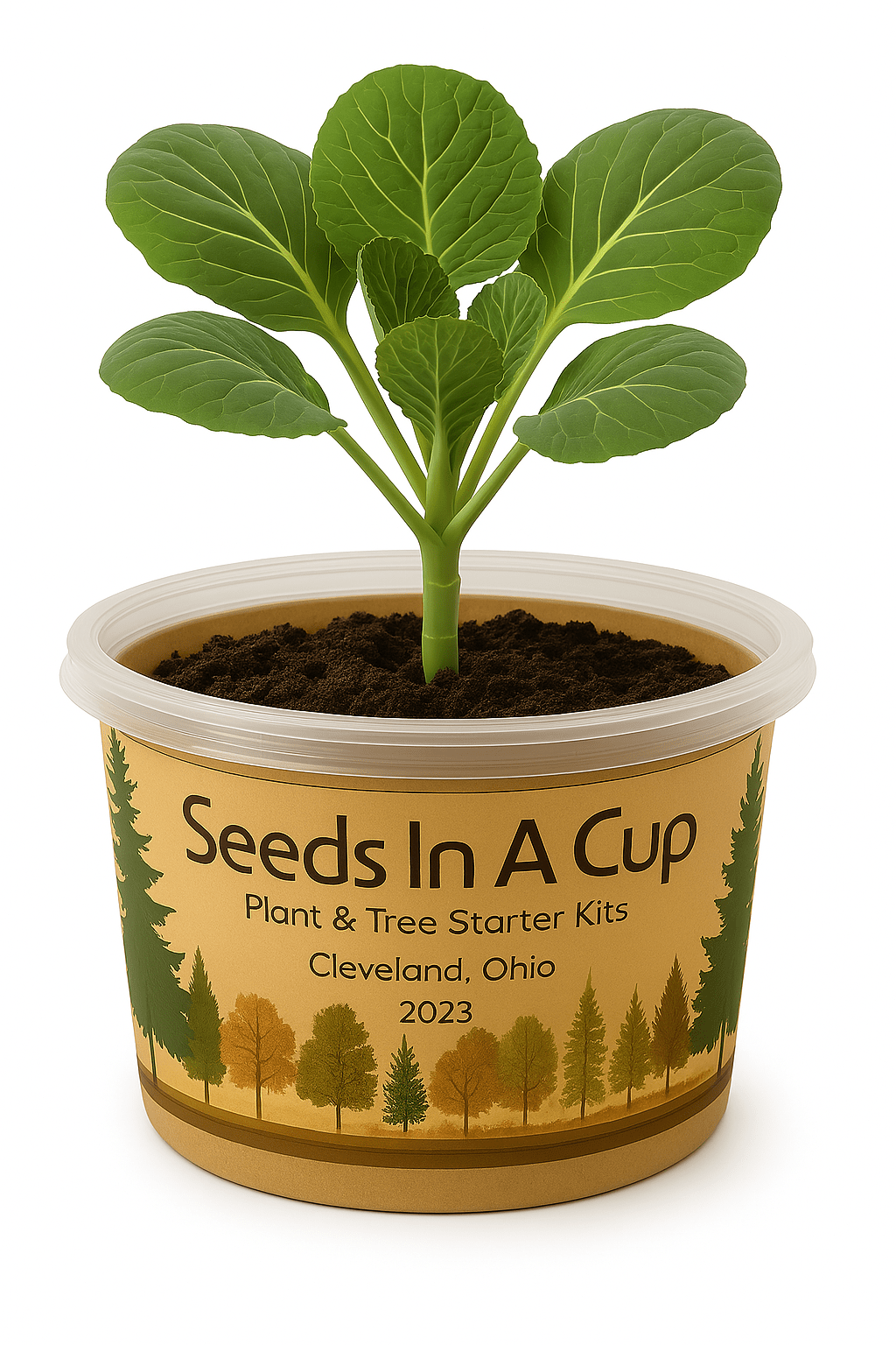 Grow Cabbage from Seed at Home – Easy Steps with Seeds In A Cup® Kits - Seeds In A Cup®