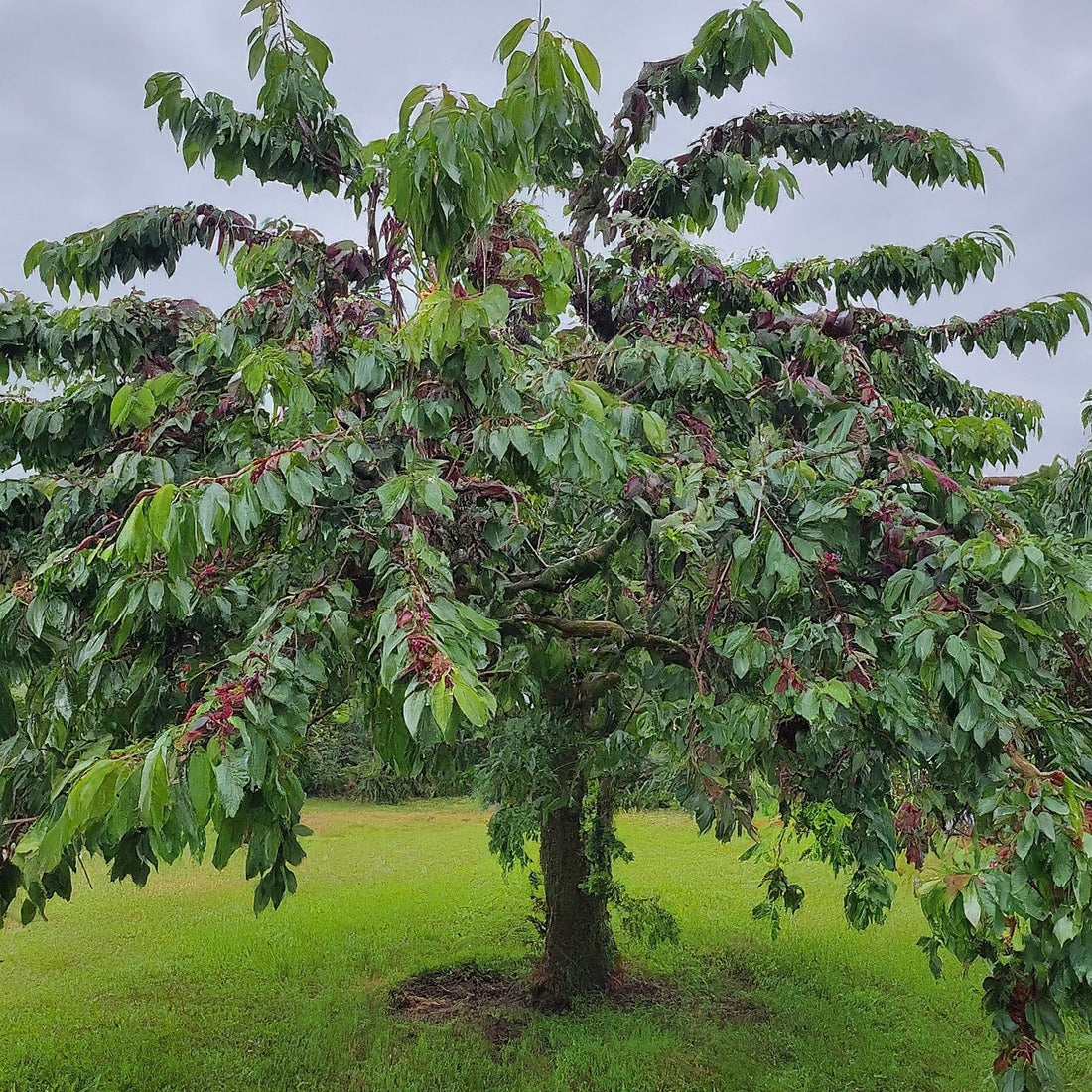How To Grow A Black Cherry Tree From Seed. - Seeds In A Cup®