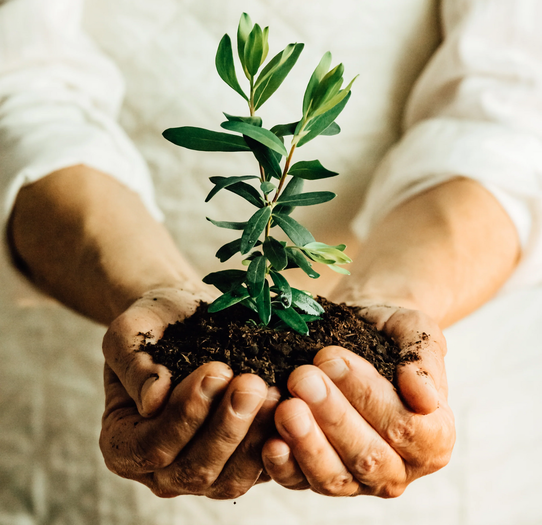 Experience the Easiest Way to Garden with Seeds In  A Cup!