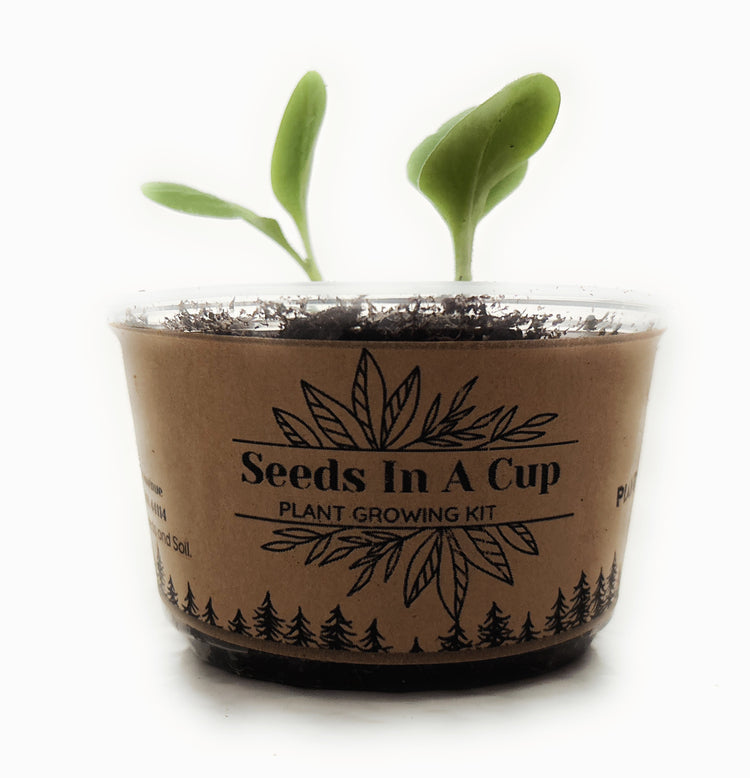 Seeds In A Cup: Vegetable and Herb Growing Kits