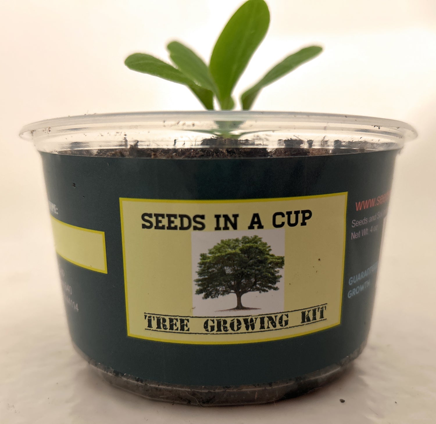 Tree Growing Kits.