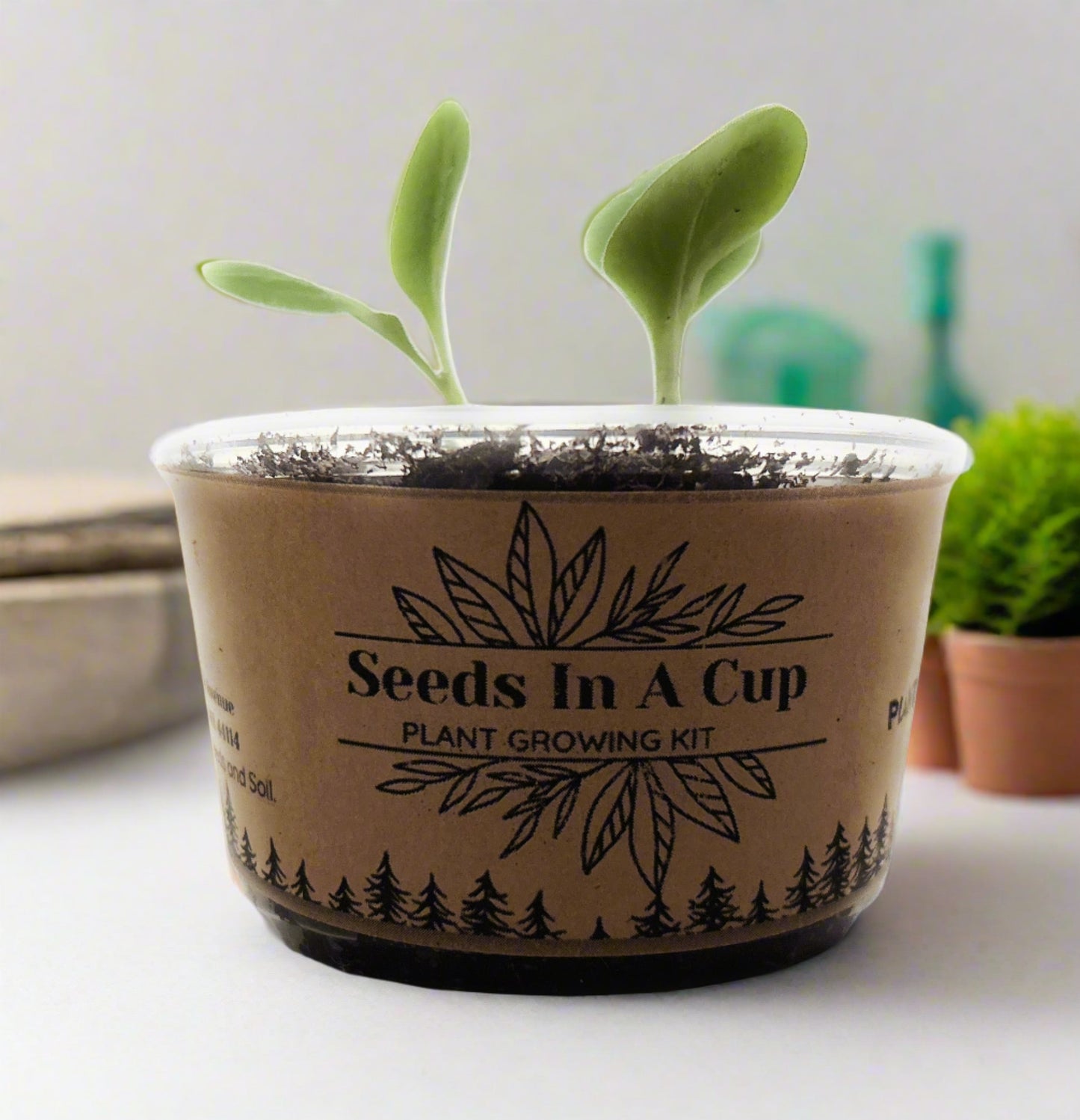 Pistachio Tree | Plant Seed Starter Grow Kit | Seeds In A Cup®