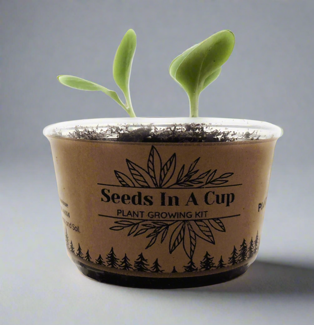 Seeds In A Cup® Macadamia Nut Tree Starter Kit