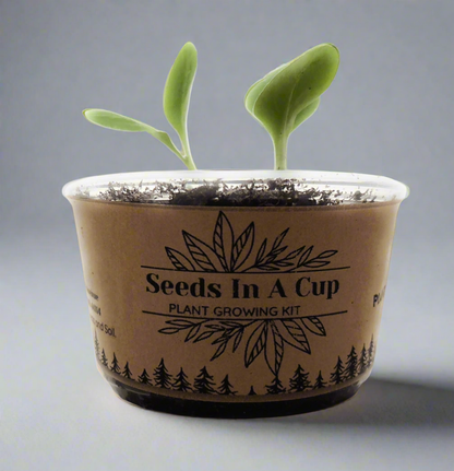 Seeds In A Cup Plant Growing Kit - Seedlings Sprouting in Eco-Friendly Pot, Ideal for Starting Plants from Seed