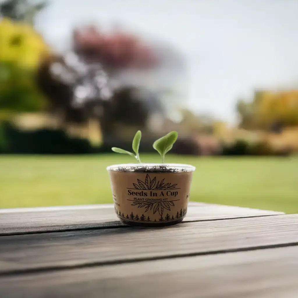 American Elm Tree  |  Seed Starter Grow Kit  |  Seeds In A Cup®