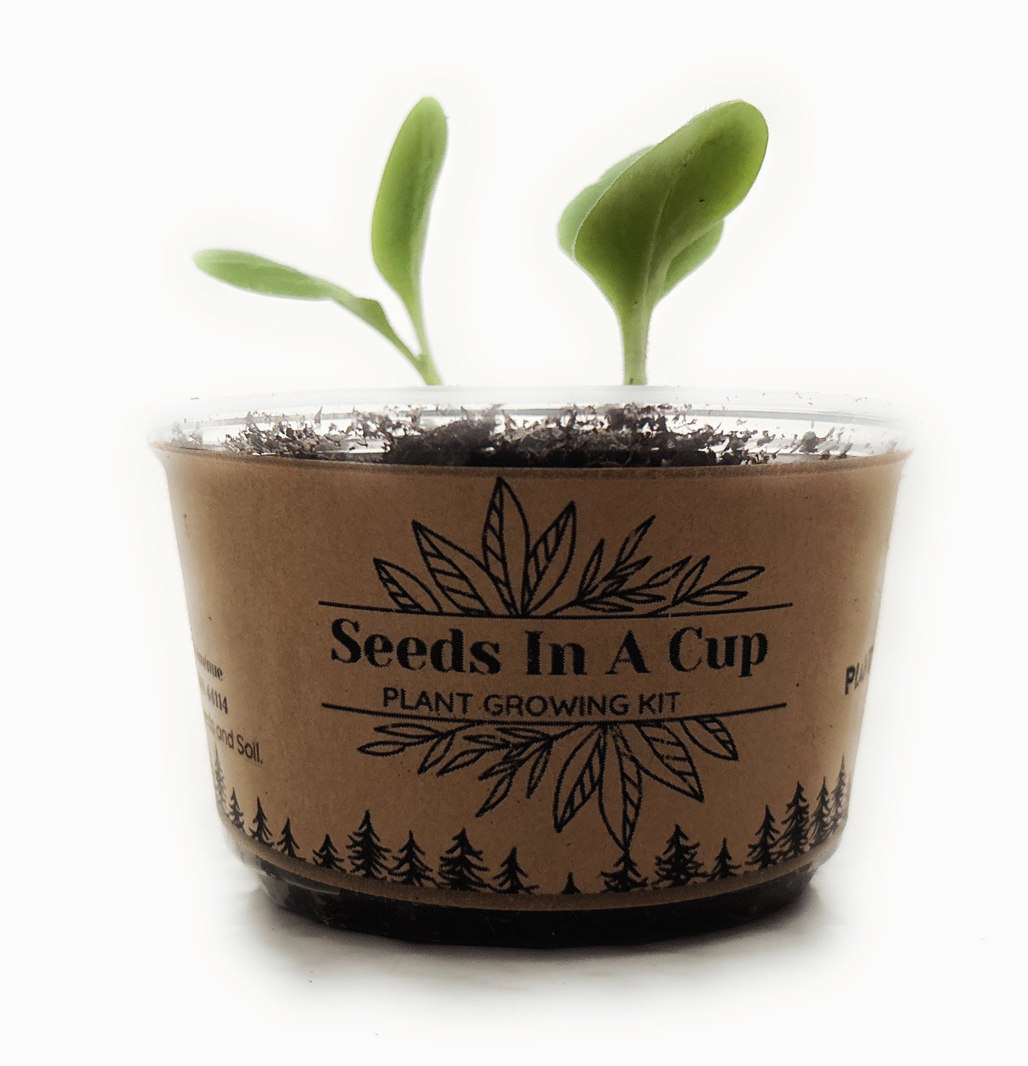 American Holly | Tree Seed Starter Grow Kit | Seeds In A Cup®