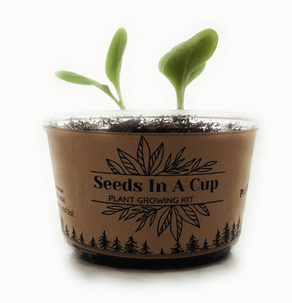 Jasmine | Plant Seed Starter Grow Kit | Seeds In A Cup®