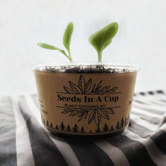 American Ash | Tree Grow Kit  |  Seeds In A Cup®