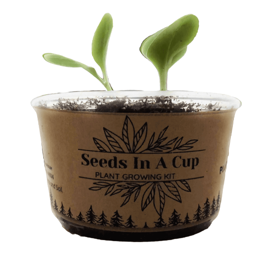 Garden in A Box by Seeds In A Cup® - Choose 10 Vegetable & Herb Kits 50 plus Plant Options To Choose From.