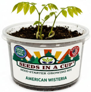 Healthy American Wisteria (Wisteria frutescens) seedling growing in a Seeds In A Cup recyclable planter. Demonstrates successful germination using real potting soil and non-GMO seeds.