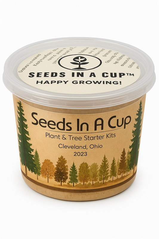 American Holly | Tree Seed Starter Grow Kit | Seeds In A Cup®