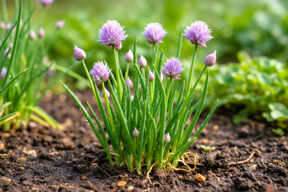 Healthy Chives (Allium schoenoprasum) seedling growing in a Seeds In A Cup recyclable planter. Demonstrates successful germination using real potting soil and non-GMO seeds.
