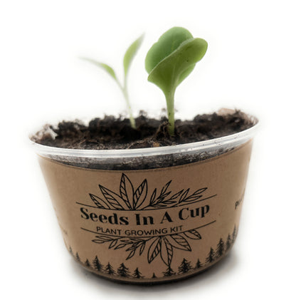 Mahogany Tree | Seed Starter Grow Kit | Seeds In A Cup®