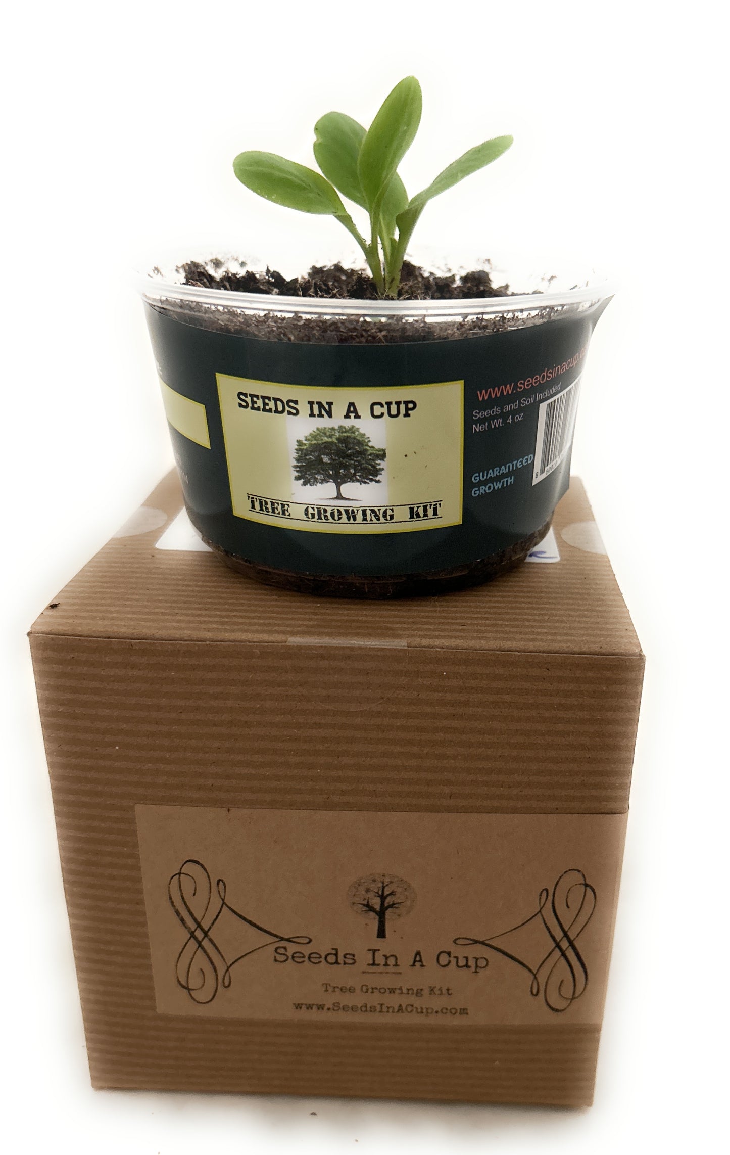 Seeds In A Cup® Macadamia Nut Tree Starter Kit