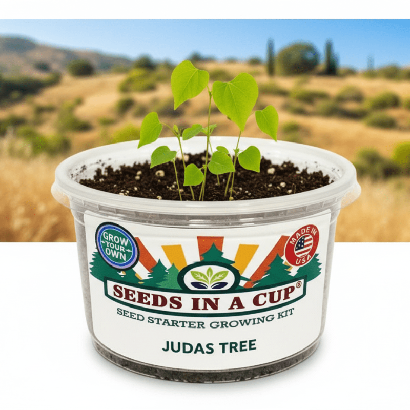 Japanese Maple, Sugar Maple, Southern Magnolia, Judas Tree, Birch, and Fraser Fir seedlings growing together — tree varieties included in the Seeds In A Cup® Tree & Vine Multi-Variety Grow Kit.